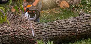 Tree Care Services